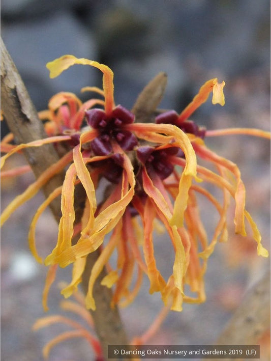 Shrubs ~ Hamamelis x intermedia 'Jelena', Witch Hazel ~ Dancing Oaks Nursery and Gardens ~ Retail Nursery ~ Mail Order Nursery