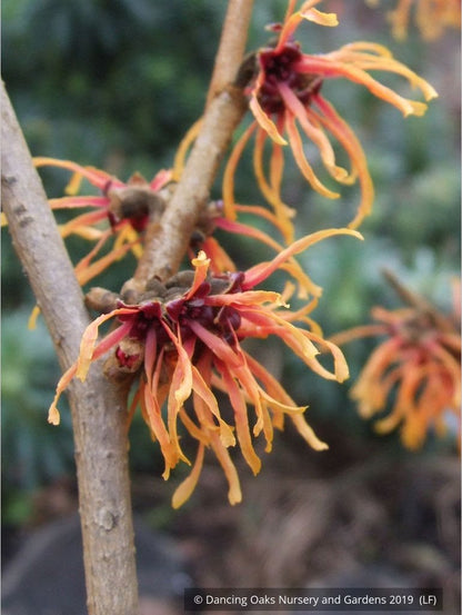Shrubs ~ Hamamelis x intermedia 'Jelena', Witch Hazel ~ Dancing Oaks Nursery and Gardens ~ Retail Nursery ~ Mail Order Nursery