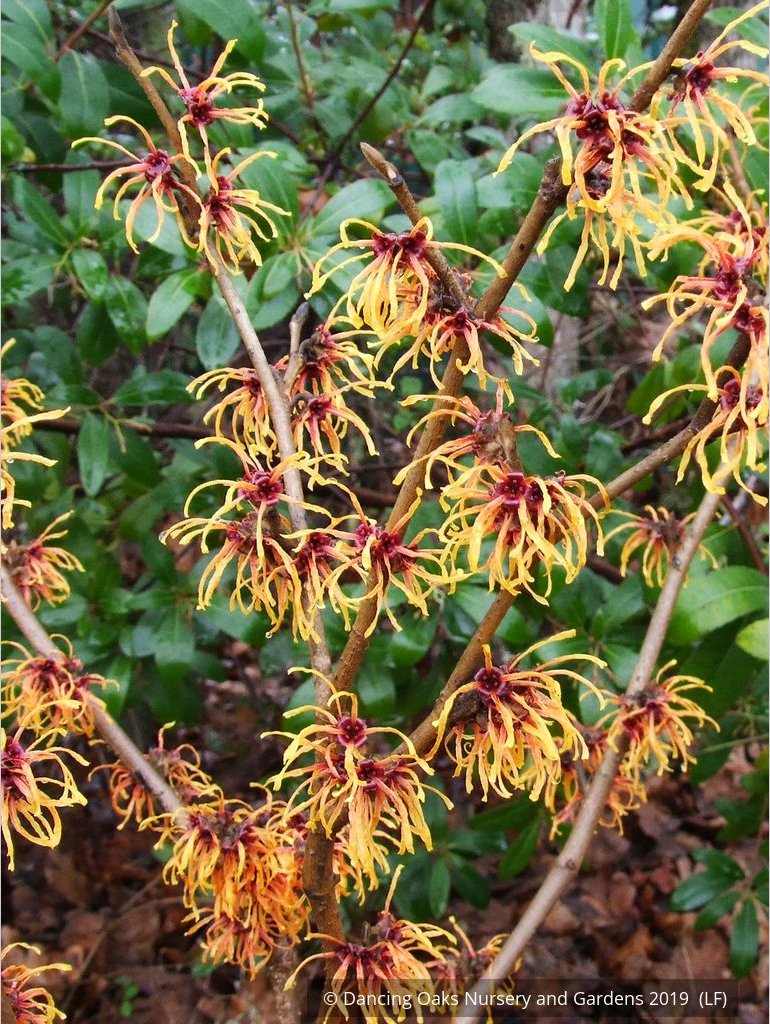 Shrubs ~ Hamamelis x intermedia 'Jelena', Witch Hazel ~ Dancing Oaks Nursery and Gardens ~ Retail Nursery ~ Mail Order Nursery