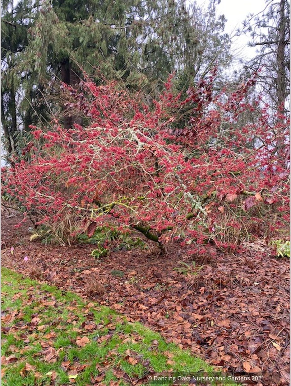 Shrubs ~ Hamamelis x intermedia 'Sally's Red', Witch Hazel ~ Dancing Oaks Nursery and Gardens ~ Retail Nursery ~ Mail Order Nursery