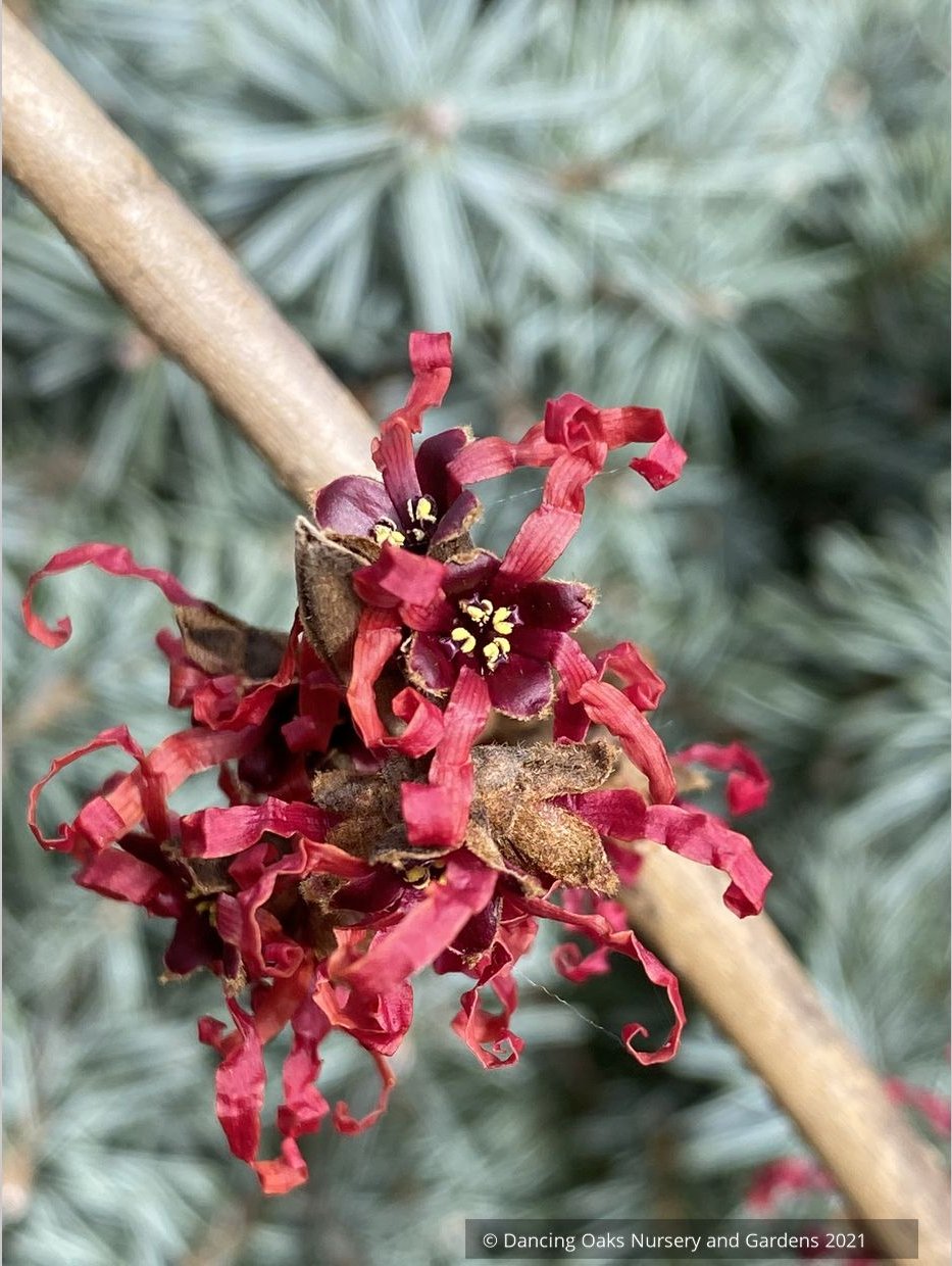 Hamamelis 'Sally's Red', Witch Hazel