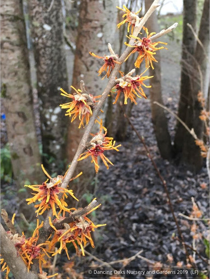 Shrubs ~ Hamamelis x intermedia 'Winter Beauty', Witch Hazel ~ Dancing Oaks Nursery and Gardens ~ Retail Nursery ~ Mail Order Nursery