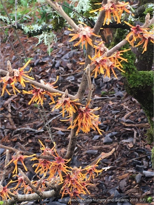 Shrubs ~ Hamamelis x intermedia 'Winter Beauty', Witch Hazel ~ Dancing Oaks Nursery and Gardens ~ Retail Nursery ~ Mail Order Nursery