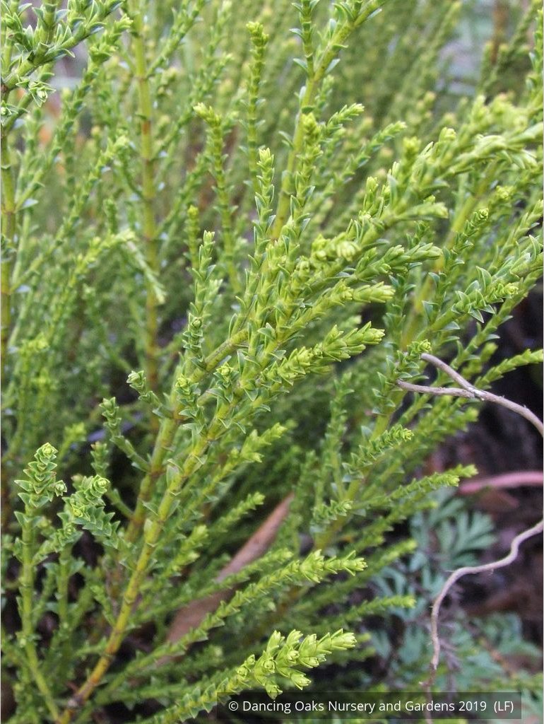 Shrubs ~ Hebe 'Greensleeves', Whipcord Hebe ~ Dancing Oaks Nursery and Gardens ~ Retail Nursery ~ Mail Order Nursery