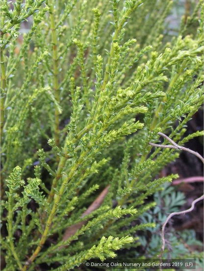 Shrubs ~ Hebe 'Greensleeves', Whipcord Hebe ~ Dancing Oaks Nursery and Gardens ~ Retail Nursery ~ Mail Order Nursery