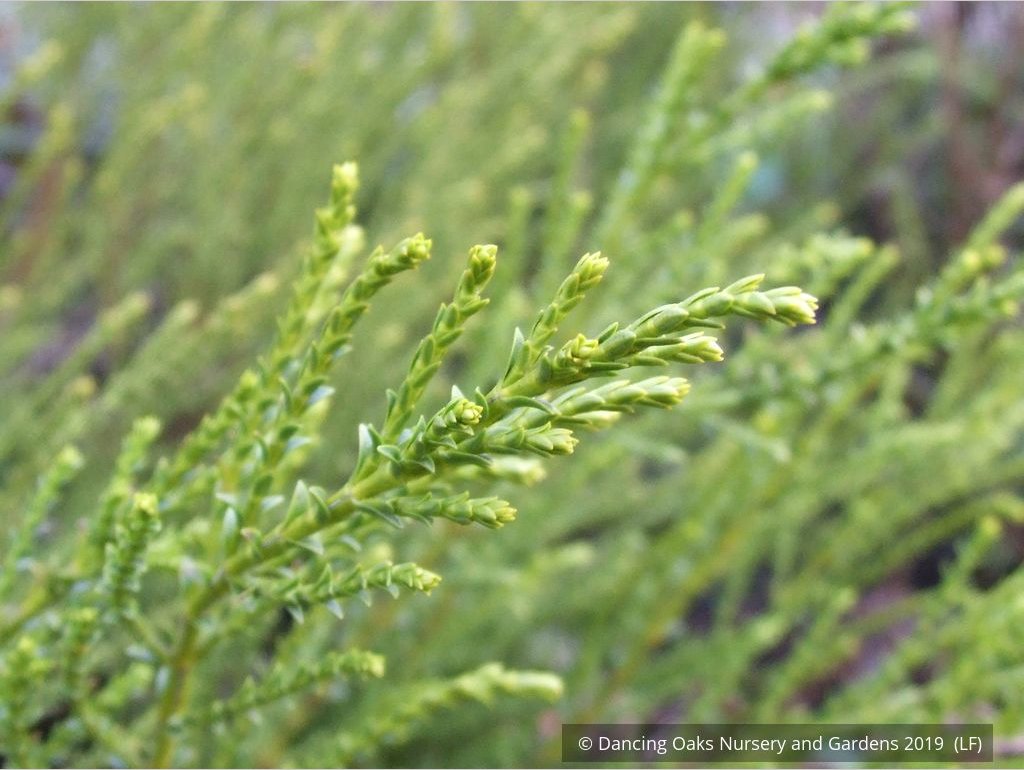 Shrubs ~ Hebe 'Greensleeves', Whipcord Hebe ~ Dancing Oaks Nursery and Gardens ~ Retail Nursery ~ Mail Order Nursery