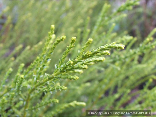 Shrubs ~ Hebe 'Greensleeves', Whipcord Hebe ~ Dancing Oaks Nursery and Gardens ~ Retail Nursery ~ Mail Order Nursery