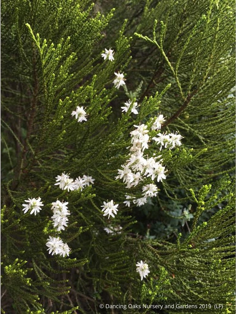 Shrubs ~ Hebe 'Greensleeves', Whipcord Hebe ~ Dancing Oaks Nursery and Gardens ~ Retail Nursery ~ Mail Order Nursery