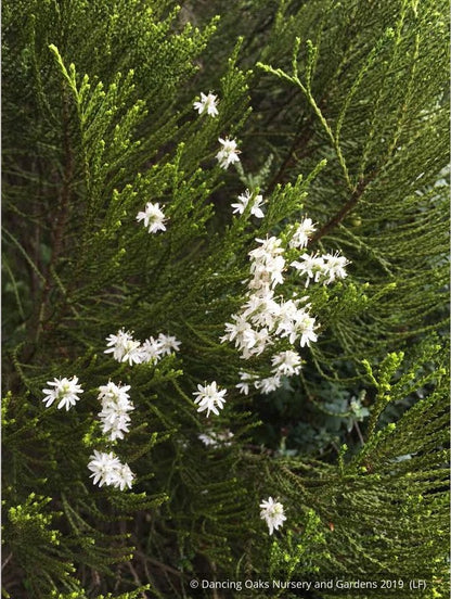 Shrubs ~ Hebe 'Greensleeves', Whipcord Hebe ~ Dancing Oaks Nursery and Gardens ~ Retail Nursery ~ Mail Order Nursery
