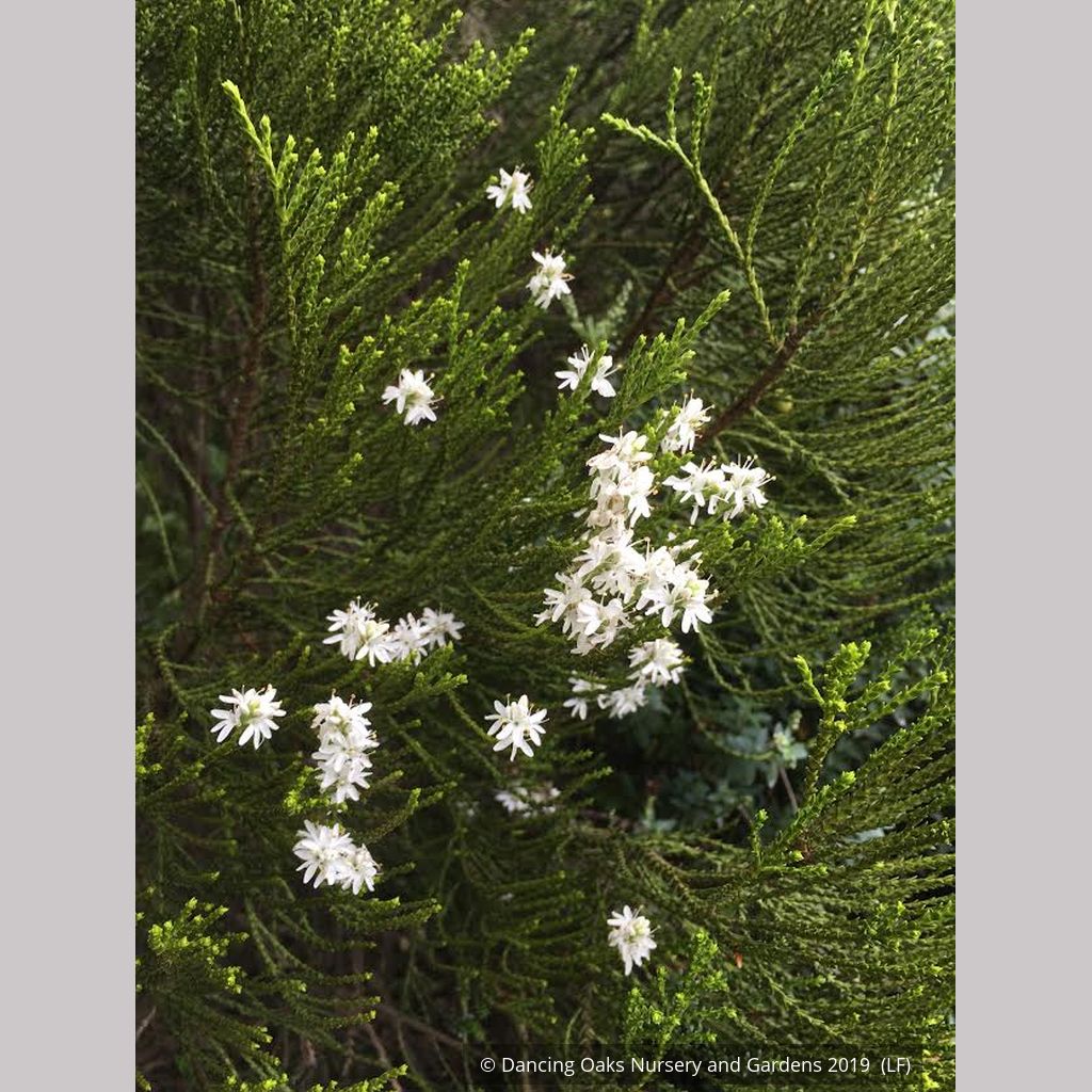 Hebe Greensleeves Whipcord Hebe Dancing Oaks Nursery And Gardens hebe-greensleeves-whipcord-hebe-dancing-oaks-nursery-and-gardens