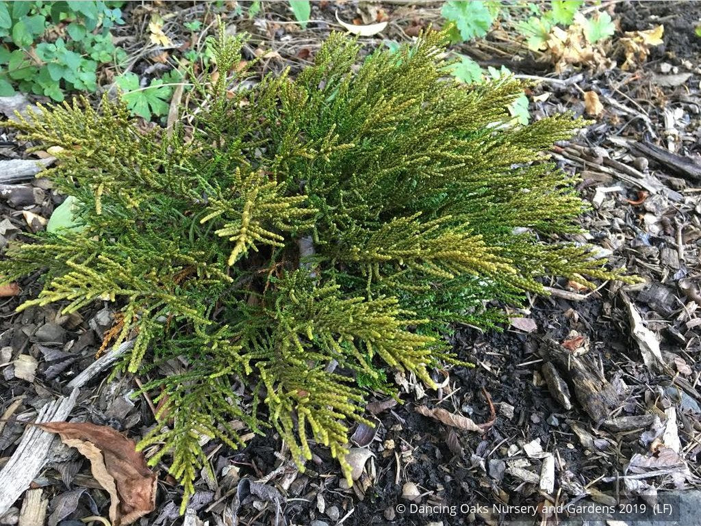 Shrubs ~ Hebe 'James Stirling' ~ Dancing Oaks Nursery and Gardens ~ Retail Nursery ~ Mail Order Nursery