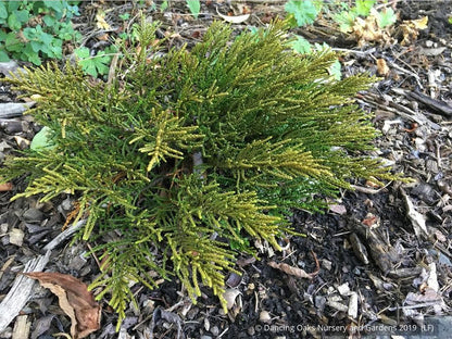 Shrubs ~ Hebe 'James Stirling' ~ Dancing Oaks Nursery and Gardens ~ Retail Nursery ~ Mail Order Nursery