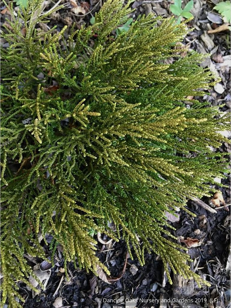 Shrubs ~ Hebe 'James Stirling' ~ Dancing Oaks Nursery and Gardens ~ Retail Nursery ~ Mail Order Nursery