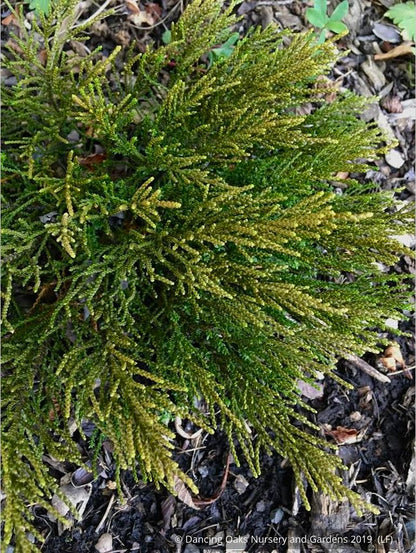 Shrubs ~ Hebe 'James Stirling' ~ Dancing Oaks Nursery and Gardens ~ Retail Nursery ~ Mail Order Nursery