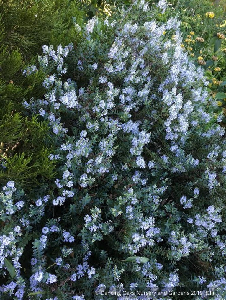 Shrubs ~ Hebe 'Western Hills' ~ Dancing Oaks Nursery and Gardens ~ Retail Nursery ~ Mail Order Nursery