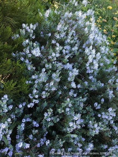 Shrubs ~ Hebe 'Western Hills' ~ Dancing Oaks Nursery and Gardens ~ Retail Nursery ~ Mail Order Nursery