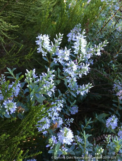 Shrubs ~ Hebe 'Western Hills' ~ Dancing Oaks Nursery and Gardens ~ Retail Nursery ~ Mail Order Nursery