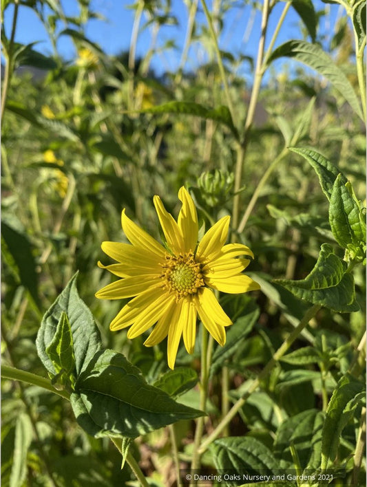 Helianthus 'Lemon Queen', Hardy Sunflower