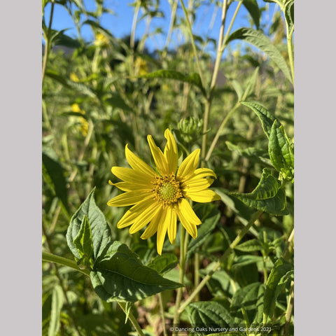Helianthus 'Lemon Queen', Hardy Sunflower