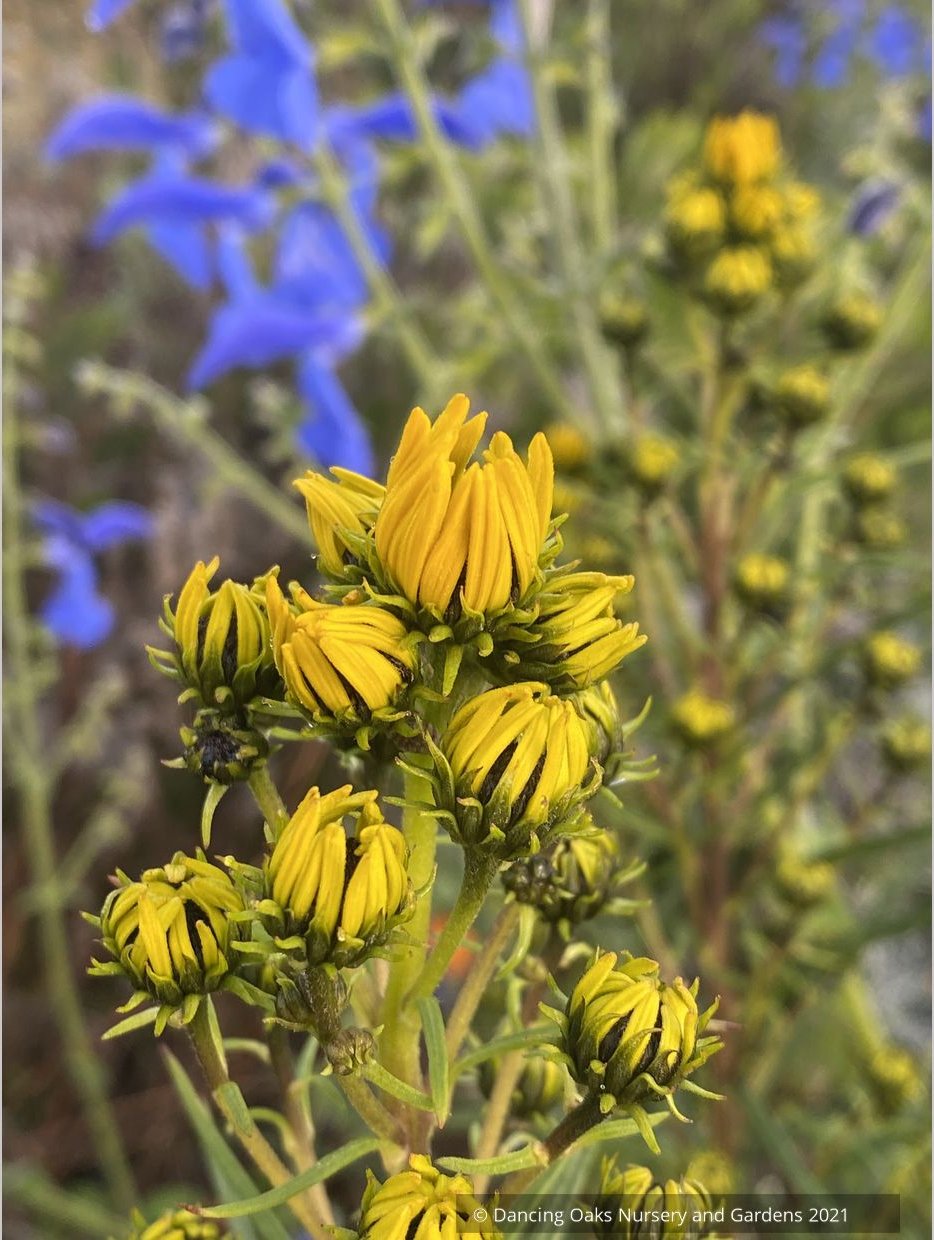 Perennials ~ Helianthus salicifolius 'Table Mountain', Willow-Leaved Sunflower ~ Dancing Oaks Nursery and Gardens ~ Retail Nursery ~ Mail Order Nursery