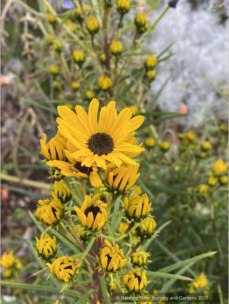 Perennials ~ Helianthus salicifolius 'Table Mountain', Willow-Leaved Sunflower ~ Dancing Oaks Nursery and Gardens ~ Retail Nursery ~ Mail Order Nursery
