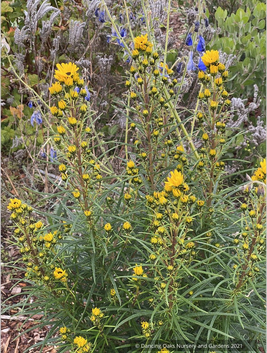 Perennials ~ Helianthus salicifolius 'Table Mountain', Willow-Leaved Sunflower ~ Dancing Oaks Nursery and Gardens ~ Retail Nursery ~ Mail Order Nursery
