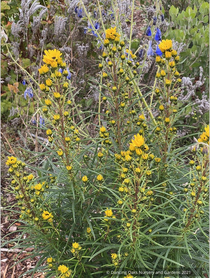 Perennials ~ Helianthus salicifolius 'Table Mountain', Willow-Leaved Sunflower ~ Dancing Oaks Nursery and Gardens ~ Retail Nursery ~ Mail Order Nursery