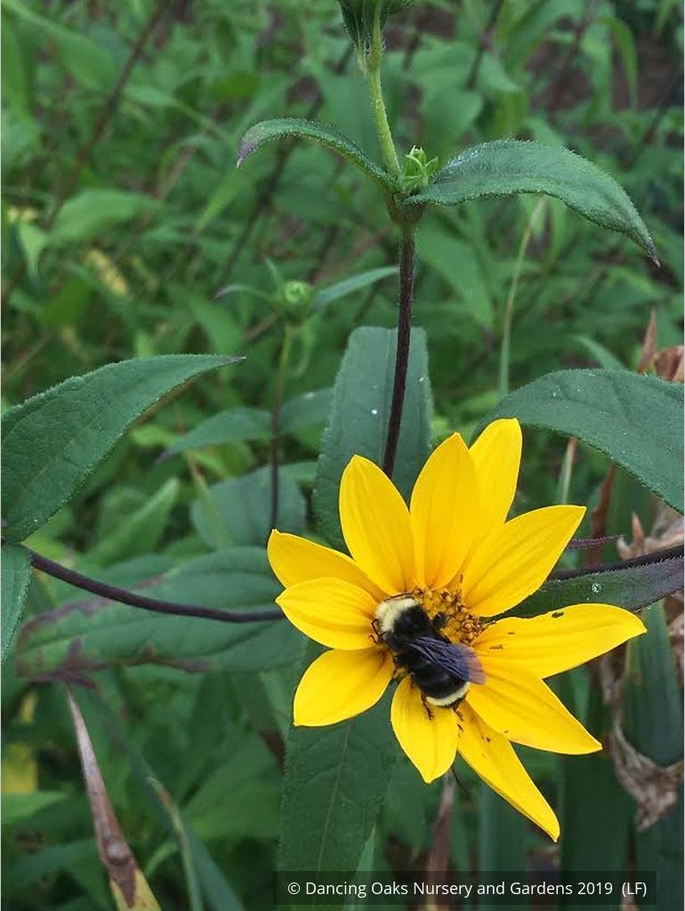 Perennials ~ Helianthus nuttallii, Nuttall's Sunflower ~ Dancing Oaks Nursery and Gardens ~ Retail Nursery ~ Mail Order Nursery