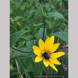 Perennials ~ Helianthus nuttallii, Nuttall's Sunflower ~ Dancing Oaks Nursery and Gardens ~ Retail Nursery ~ Mail Order Nursery
