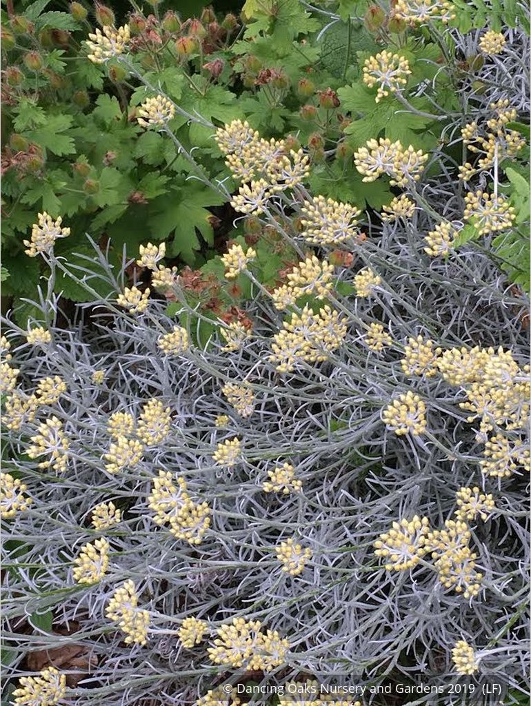Shrubs ~ Helichrysum tianschanicum, Curry Plant ~ Dancing Oaks Nursery and Gardens ~ Retail Nursery ~ Mail Order Nursery