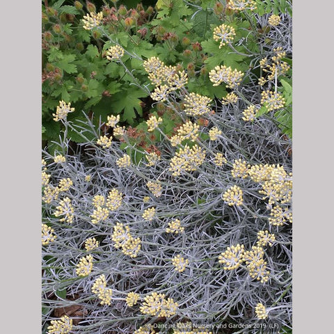 Shrubs ~ Helichrysum tianschanicum, Curry Plant ~ Dancing Oaks Nursery and Gardens ~ Retail Nursery ~ Mail Order Nursery