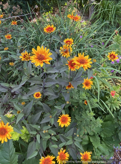 Perennials ~ Heliopsis  helianthoides var. scabra 'Burning Hearts', Oxeye Daisy ~ Dancing Oaks Nursery and Gardens ~ Retail Nursery ~ Mail Order Nursery