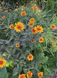 Heliopsis helianthoides var. scabra 'Burning Hearts', Smooth Oxeye Daisy