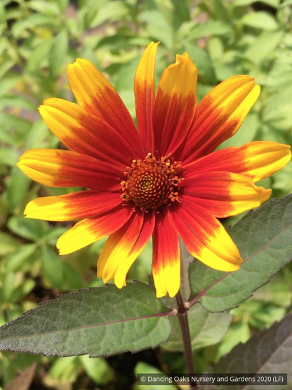 Perennials ~ Heliopsis helianthoides var. scabra 'Burning Hearts', Smooth Oxeye Daisy ~ Dancing Oaks Nursery and Gardens ~ Retail Nursery ~ Mail Order Nursery