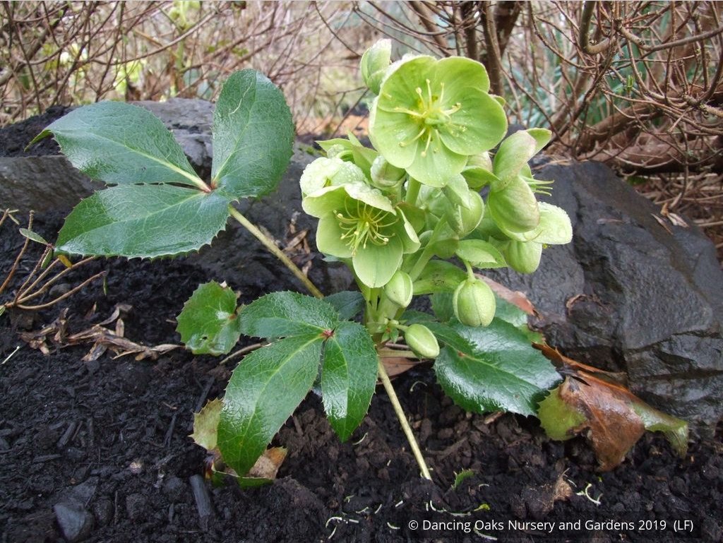 Perennials ~ Helleborus argutifolius, Corsican Hellebore, Lenten Rose ~ Dancing Oaks Nursery and Gardens ~ Retail Nursery ~ Mail Order Nursery