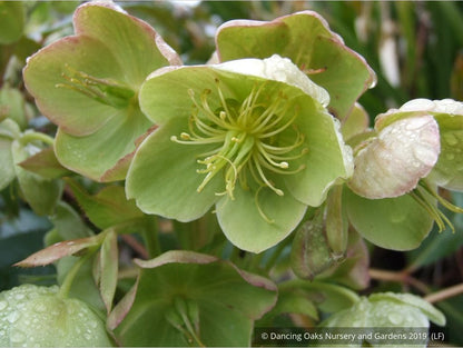 Perennials ~ Helleborus argutifolius, Corsican Hellebore, Lenten Rose ~ Dancing Oaks Nursery and Gardens ~ Retail Nursery ~ Mail Order Nursery