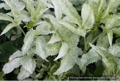 Perennials ~ Helleborus argutifolius Variegated Seedlings, Corsican Hellebore, Lenten Rose ~ Dancing Oaks Nursery and Gardens ~ Retail Nursery ~ Mail Order Nursery