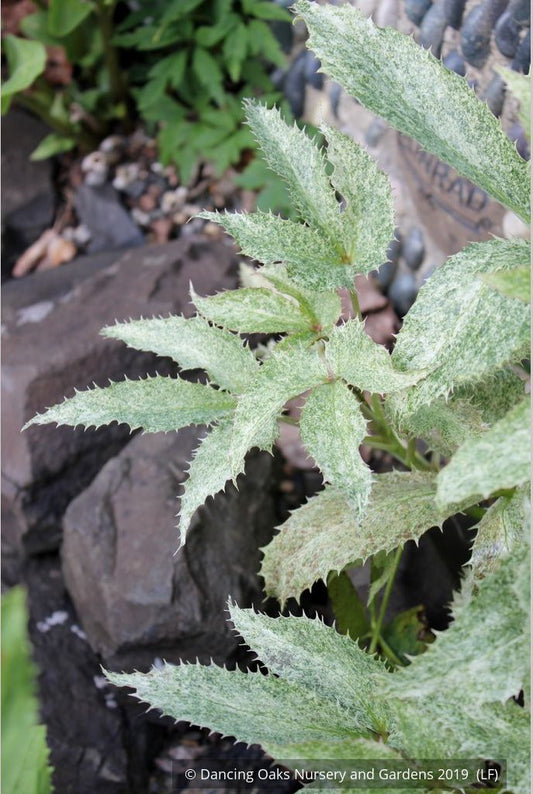 Perennials ~ Helleborus argutifolius Variegated Seedlings, Corsican Hellebore, Lenten Rose ~ Dancing Oaks Nursery and Gardens ~ Retail Nursery ~ Mail Order Nursery