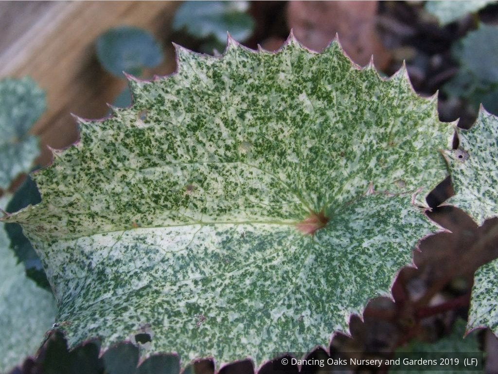 Perennials ~ Helleborus argutifolius Variegated Seedlings, Corsican Hellebore, Lenten Rose ~ Dancing Oaks Nursery and Gardens ~ Retail Nursery ~ Mail Order Nursery