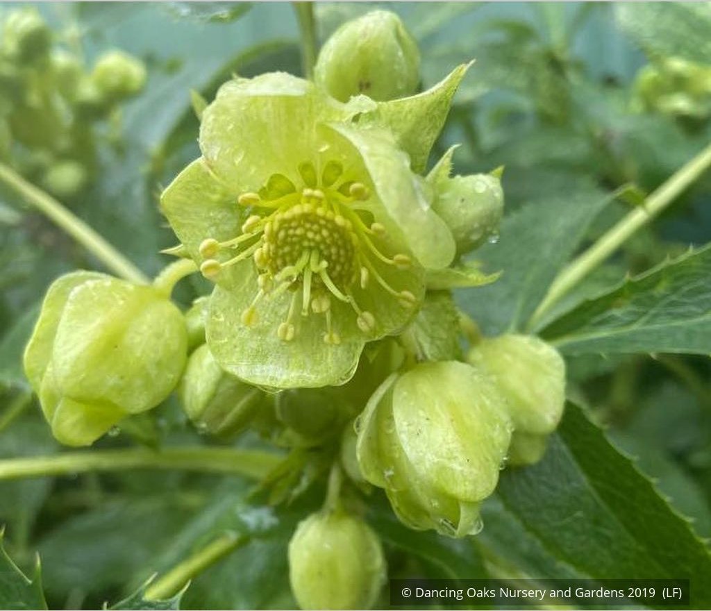 Perennials ~ Helleborus argutifolius Variegated Seedlings, Corsican Hellebore, Lenten Rose ~ Dancing Oaks Nursery and Gardens ~ Retail Nursery ~ Mail Order Nursery