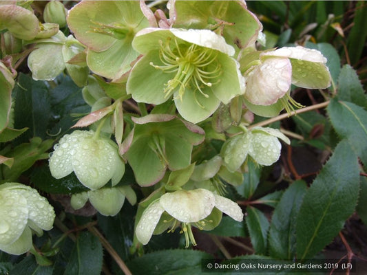 Perennials ~ Helleborus argutifolius, Corsican Hellebore, Lenten Rose ~ Dancing Oaks Nursery and Gardens ~ Retail Nursery ~ Mail Order Nursery