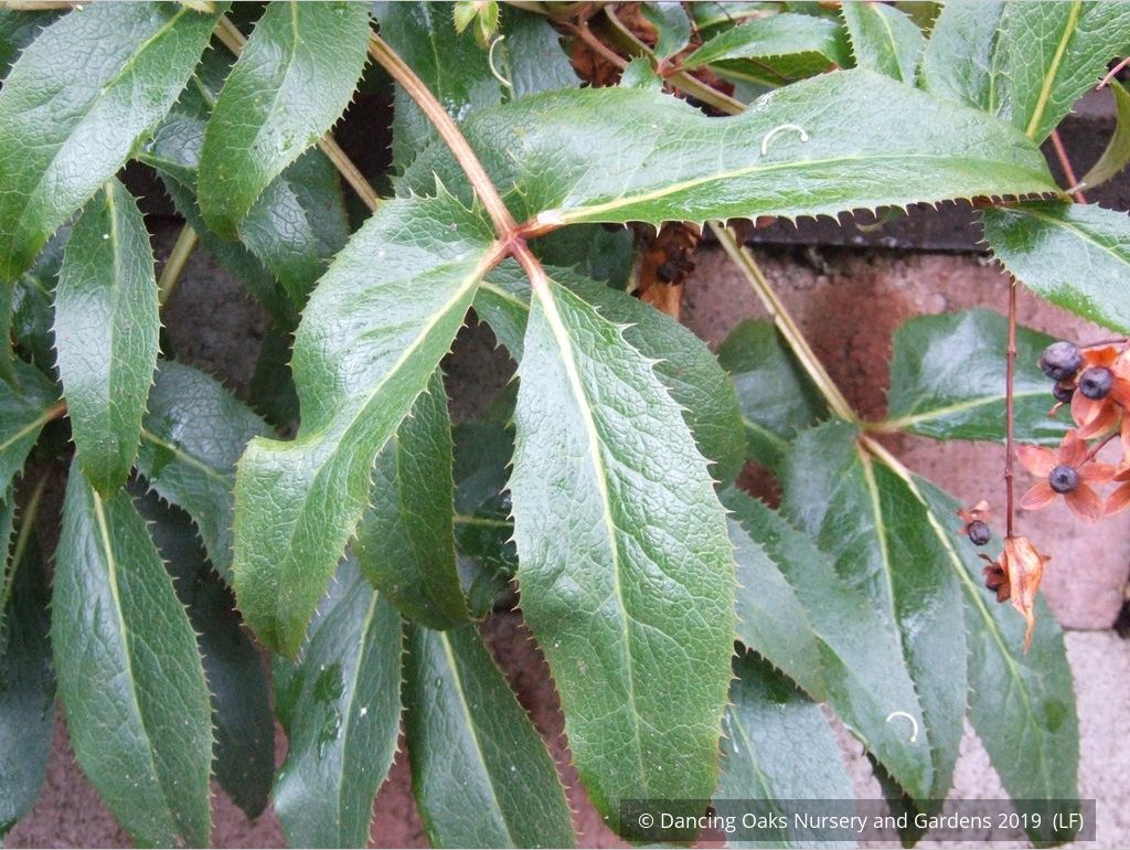 Perennials ~ Helleborus argutifolius, Corsican Hellebore, Lenten Rose ~ Dancing Oaks Nursery and Gardens ~ Retail Nursery ~ Mail Order Nursery