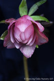 Perennials ~ Helleborus Winter Jewels™ Cotton Candy, Lenten Rose, Hellebore ~ Dancing Oaks Nursery and Gardens ~ Retail Nursery ~ Mail Order Nursery