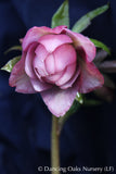 Perennials ~ Helleborus Winter Jewels™ Cotton Candy, Lenten Rose, Hellebore ~ Dancing Oaks Nursery and Gardens ~ Retail Nursery ~ Mail Order Nursery