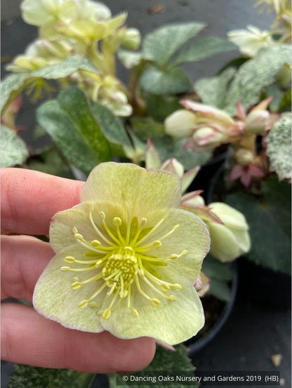 Perennials ~ Helleborus argutifolius 'Snow Fever', Snow Fever Lenten Rose ~ Dancing Oaks Nursery and Gardens ~ Retail Nursery ~ Mail Order Nursery