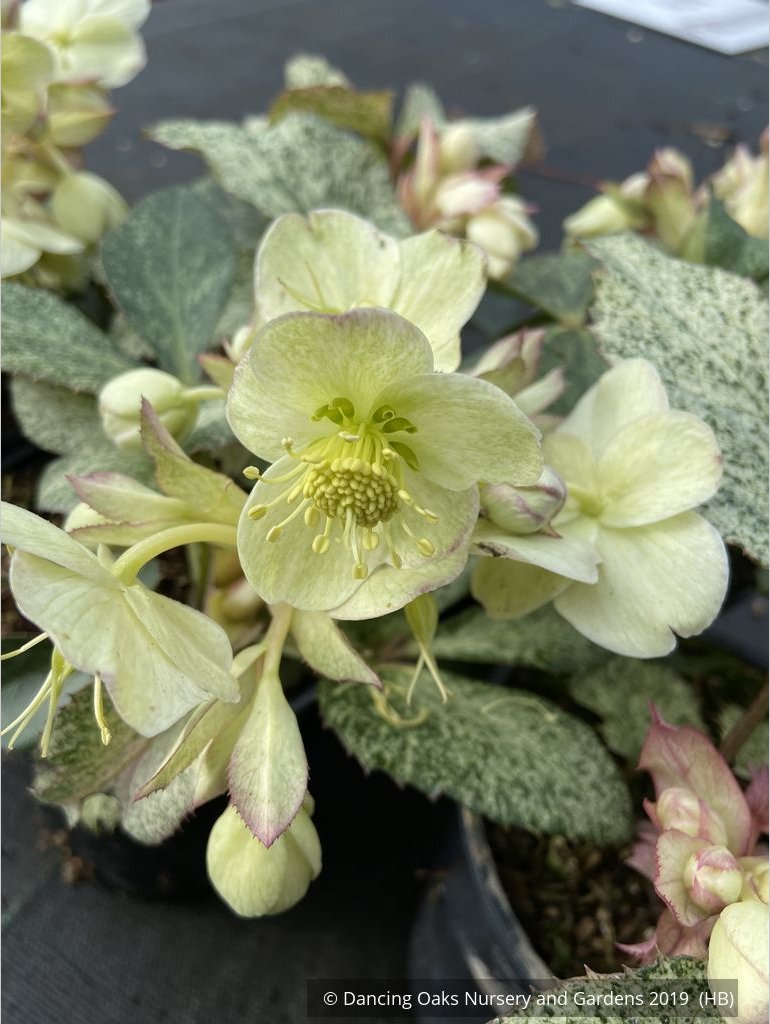 Perennials ~ Helleborus argutifolius 'Snow Fever', Snow Fever Lenten Rose ~ Dancing Oaks Nursery and Gardens ~ Retail Nursery ~ Mail Order Nursery