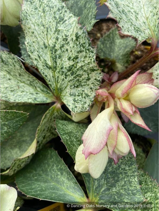 Perennials ~ Helleborus argutifolius 'Snow Fever', Snow Fever Lenten Rose ~ Dancing Oaks Nursery and Gardens ~ Retail Nursery ~ Mail Order Nursery