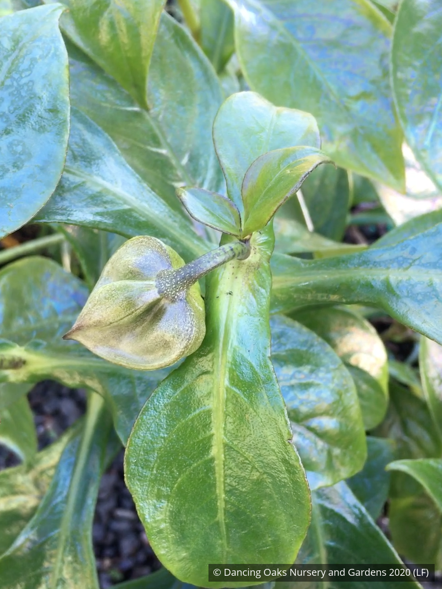 Perennials ~ Hemiboea subcapitata, False Sinningia ~ Dancing Oaks Nursery and Gardens ~ Retail Nursery ~ Mail Order Nursery
