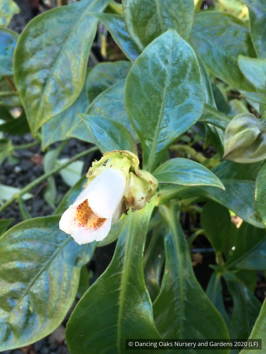 Perennials ~ Hemiboea subcapitata, False Sinningia ~ Dancing Oaks Nursery and Gardens ~ Retail Nursery ~ Mail Order Nursery