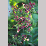 Trees ~ Heptacodium miconioides, Seven-son flower ~ Dancing Oaks Nursery and Gardens ~ Retail Nursery ~ Mail Order Nursery